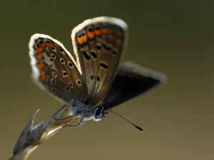 Formation proxy et macro photographie